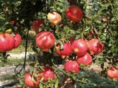 Ανάμεσα στα ελαιόδεντρα φύτρωσαν ... ροδιές!