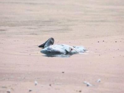 Μικρός κύκνος αυτοκτονεί όταν βλέπει νεκ...