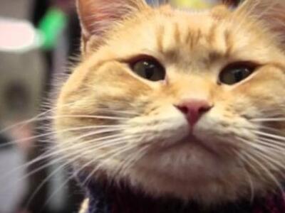 Υιοθεσίες ζώων για την μείωση του αριθμο...