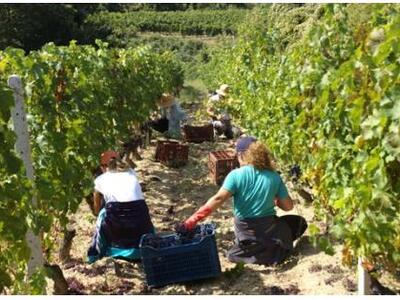 Μουσική βραδιά σε Οινοποιείο στον Σελινο...