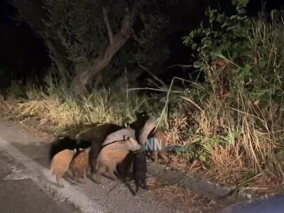 Ναυπακτία: Αγριογούρουνα κάνουν βόλτα στ...