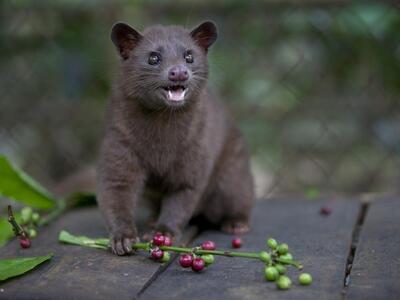 Τελικά δεν φταίει ο παγκολίνος για τον κ...