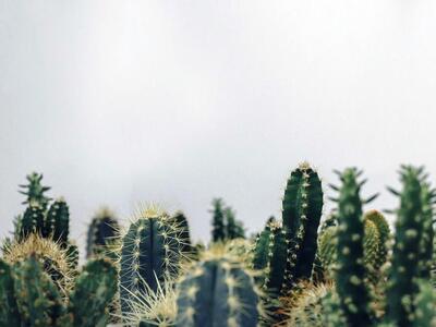 Οι παραισθησιογόνοι κάκτοι ήταν περισσότ...