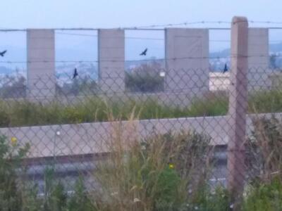 Ηρθε η Άνοιξη, τα πουλιά είναι πάντα εκεί