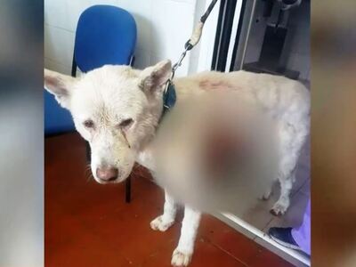 Κτηνωδία: Καθηγητής μαχαίρωσε σκύλο -ΦΩΤ...