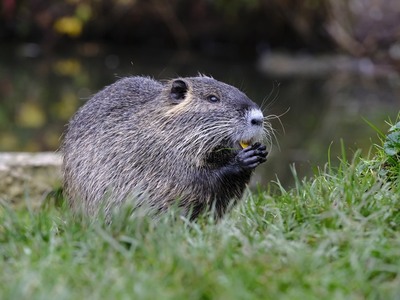 Πολωνία: Οι "αφροδισιακοί" κάσ...