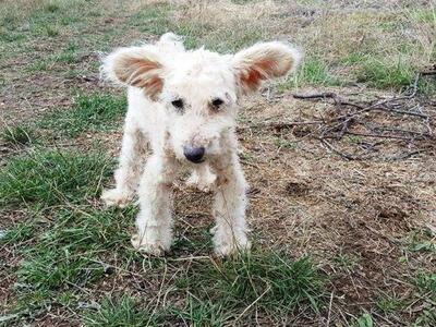 Γέφυρα σωτηρίας για τη «σκυλίτσα – αρνάκ...