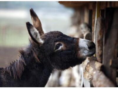 Κατέβασαν ως υποψήφιο βουλευτή έναν γάϊδαρο! 