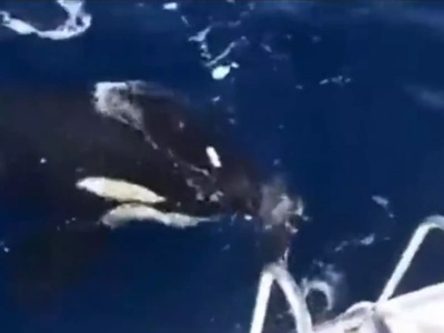 Γιβραλτάρ: Βίντεο από νέα επίθεση φάλαιν...