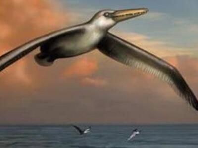 Ταυτοποιήθηκε το μεγαλύτερο πουλί που έχ...