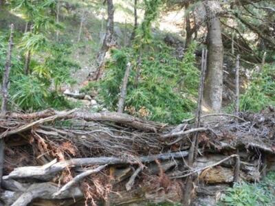 Αιτωλοακαρνανία: Εντοπίστηκε φυτεία με 3...