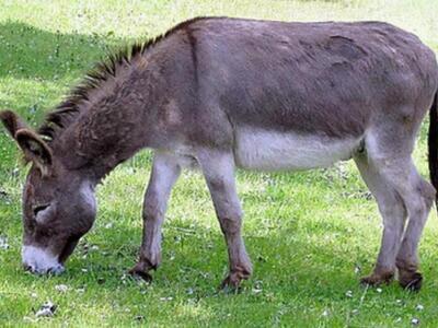 Αχαϊα: Καταγγελία από τον σύλλογο ΕΛ.Α.Δ...