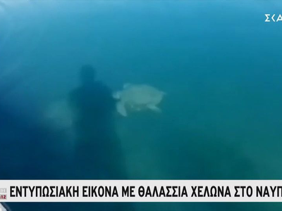 Εντυπωσιακή εικόνα με θαλάσσια χελώνα στο Ναύπλιο
