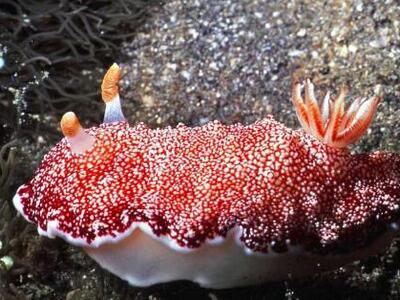 Ερμαφρόδιτο σαλιγκάρι προτιμά τα πέη μίας χρήσης