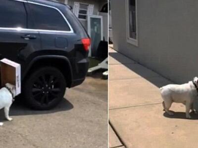 Μπουλντόγκ πάει παντού με το κουτί του κ...