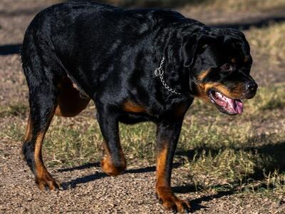 Μεσσηνία: Ροτβάιλερ επιτέθηκε και τραυμά...