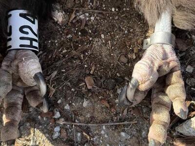 Φρίκη στη Δαδιά: Δηλητηρίασαν δώδεκα μαυ...
