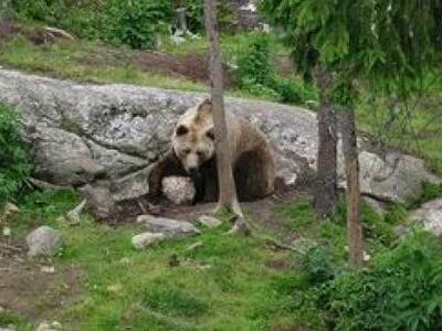 Για να σώσει το ελάφι τράκαρε με μια αρκούδα!
