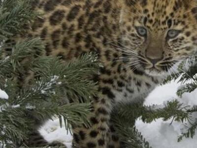 H Βιοποικιλότητα στο επίκεντρο της διάσκ...