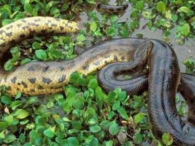 Το Ελ Νίνιο προκαλεί περισσότερες επιθέσεις φιδιών