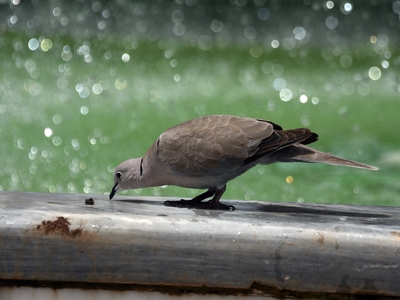 44,3 βαθμούς έδειξε το θερμόμετρο στη Λά...