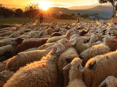 Ναύπακτος: Ημερίδα για αγροτοκτηνοτροφικά θέματα 