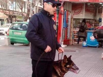 Θεσσαλονίκη: Σκύλοι «ντετέκτιβ» στους δρ...