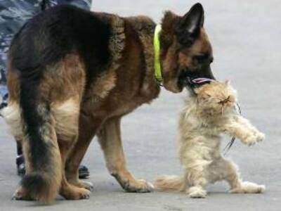 Τέλος στον κινέζικο μεζέ από γάτα ή σκύλο