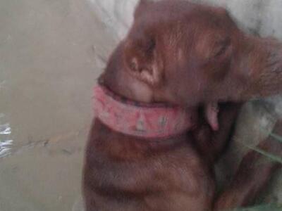 Ηράκλειο: Βούτηξαν στα φουσκωμένα νερά τ...