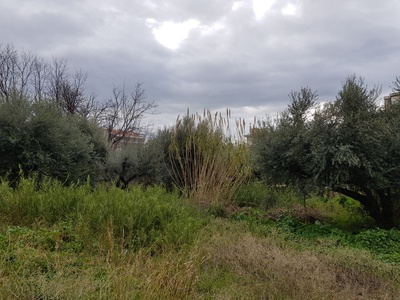 Ανάλογη κατάσταση αναφέρεται και σε οικόπεδο στην Γ. Τερτσέτη