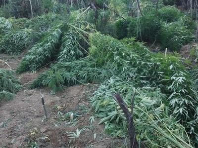 Αγρίνιο: Χειροπέδες σε 56χρονο που καλλι...