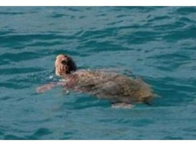 Κι άλλη  νεκρή χελώνα  καρέτα καρέτα στο...