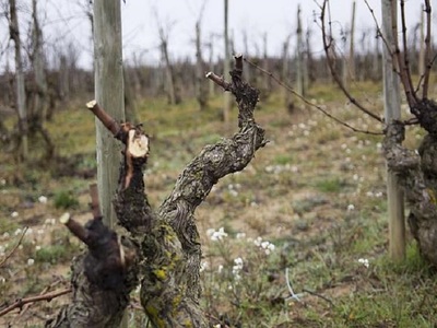 Χειμερινές ασθένειες στο αμπέλι