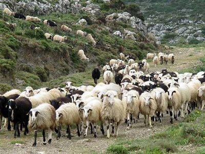 Κρήτη: 50 πρόβατα έκαναν «φτερά» 