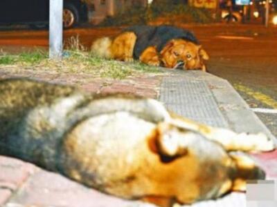 Συγκινητικό: Σκύλος έμεινε στο πλευρό το...