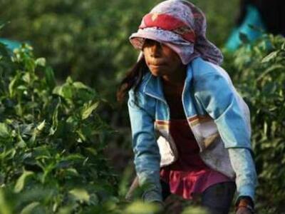 Έντονη η παιδική εκμετάλλευση σε φυτείες καπνού