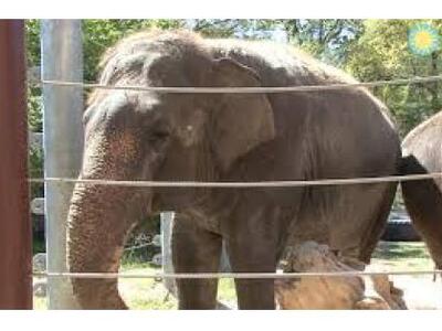 Βόλτα στη Ρώμη για δύο ώρες έκανε μια ελεφαντίνα