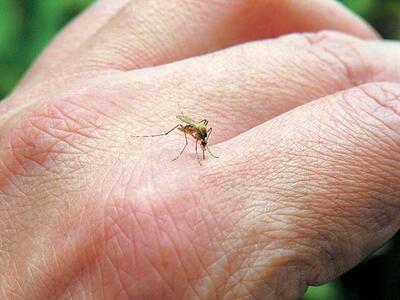 Ιός Δυτικού Νείλου: Δύο νεκροί την τελευ...