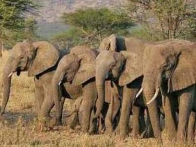 Τα δάκρυα του "σκλάβου" ελέφαντα 