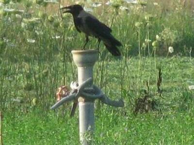 Αιτωλοακαρνανία: Τα πουλιά «ψάχνουν» νερ...