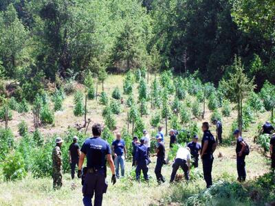 Το ελικόπτερο της ΕΛΑΣ ανακάλυψε φυτεία ...