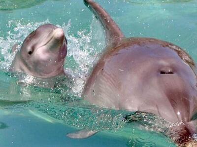 Τετ-α-τετ συνομιλία δύο δελφινιών κατέγρ...