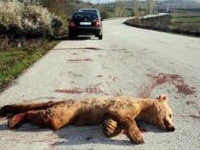 Καστοριά: Νεογέννητο αρκουδάκι νεκρό στη...