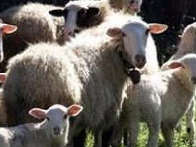 Hλεία: Συνελήφθησαν οι κλέφτες προβάτων ...