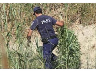 Απίστευτο: Βρήκαν χασισόδεντρα σε μορφή ...