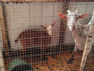 Αμπελόκηποι: Τι απαντά ο άνδρας που κατη...