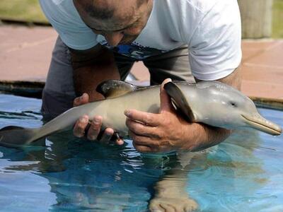 ΔΕΙΤΕ: Το νεογέννητο δελφίνι που ξεβράστ...