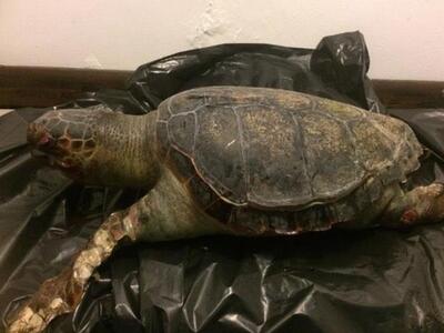 Πάτρα: Με φορτηγό χρειάστηκε να μεταφερθ...