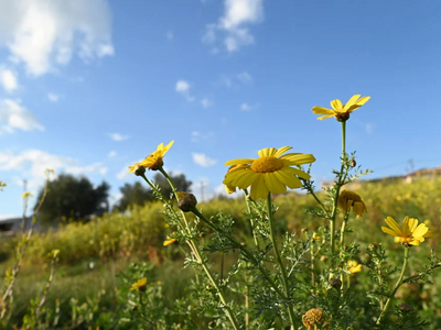 Καιρός: Ήπιο και ανοιξιάτικο σκηνικό έως...
