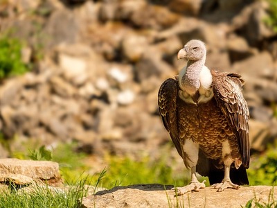 Αυτά είναι τα 8 είδη που θα μπορούσαν να...